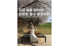 당진카페피어라 청보리밭 벚꽃명소 실시간 만개