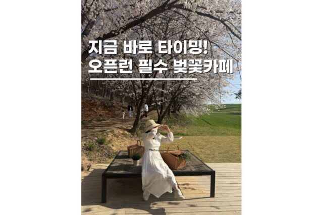 당진카페피어라 청보리밭 벚꽃명소 실시간 만개