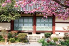 벚꽃 엔딩이 서러울 때 가야 할 곳, 순천 선암사 겹벚꽃 명소