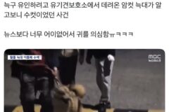 늑구 유인하려고 유기견보호소에서 데려온 암컷 늑대가 알고보니 수컷이었던 사건