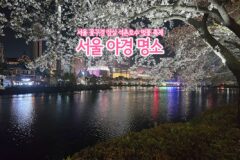 서울 꽃구경 잠실 석촌호수 벚꽃 축제 서울 야경 명소