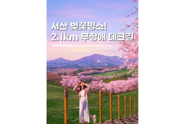 서산한우목장 벚꽃명소 실시간 가볼만한곳 충남 당일치기