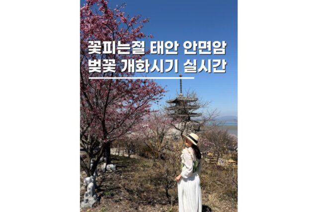 태안벚꽃개화시기 안면암 절 당일치기 실시간 후기