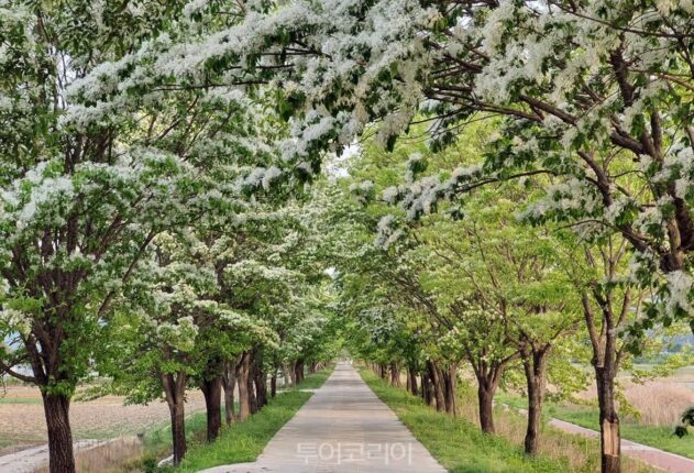 벚꽃 끝? “눈처럼 하얀 꽃”…이팝나무길 명소 총정리