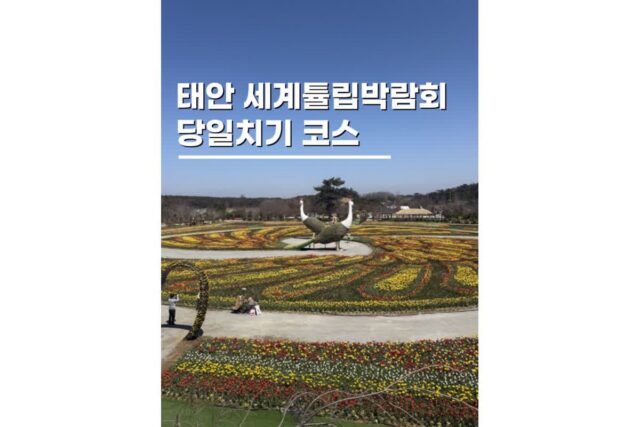 태안 세계튤립축제 당일치기 여행 버스투어로 해결