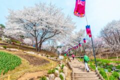 연희숲속쉼터, 벚꽃 엔딩 이후 튤립·서부해당화·겹벚꽃 수놓는 서울 여행지