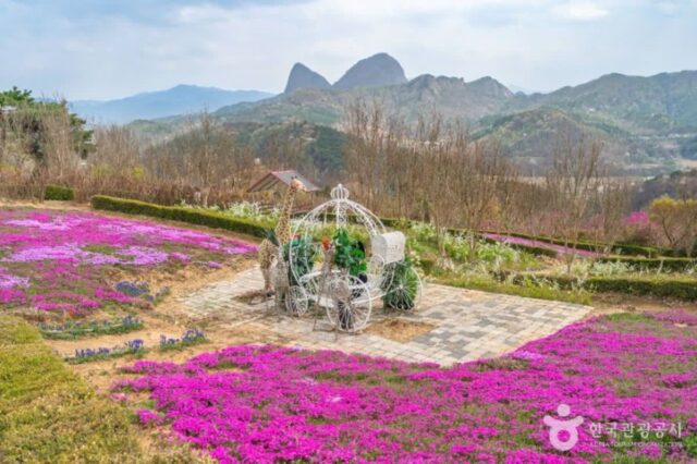 “약 5만 여평 전부 진분홍빛 양탄자가 깔렸어요” 국내 최고의 꽃잔디 여행지 추천