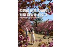 경주 겹벚꽃명소 개화시기 실시간 가볼만한곳 여행코스 3