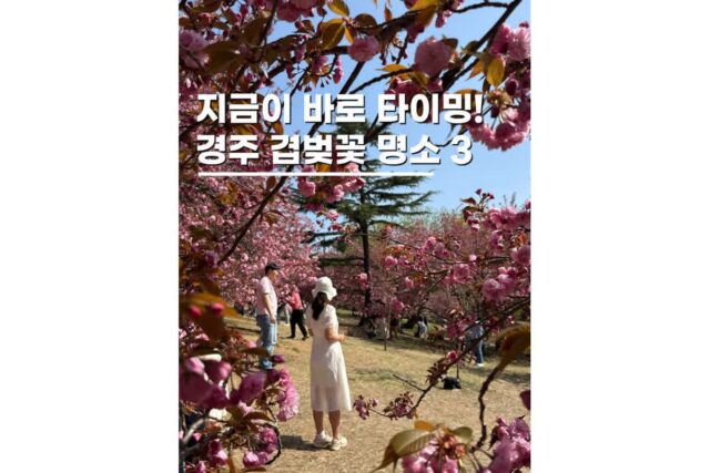 경주 겹벚꽃명소 개화시기 실시간 가볼만한곳 여행코스 3