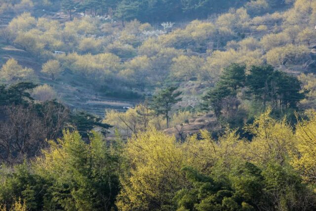 산수유축제 2026, 화려했던 봄날의 추억을 간직한 아름다운 마을 4곳