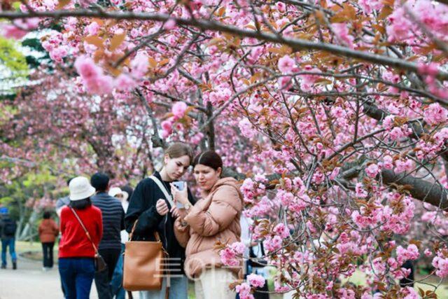 벚꽃 끝? 아쉬워 말아요… 경주 불국사공원 ‘겹벚꽃의 시간’