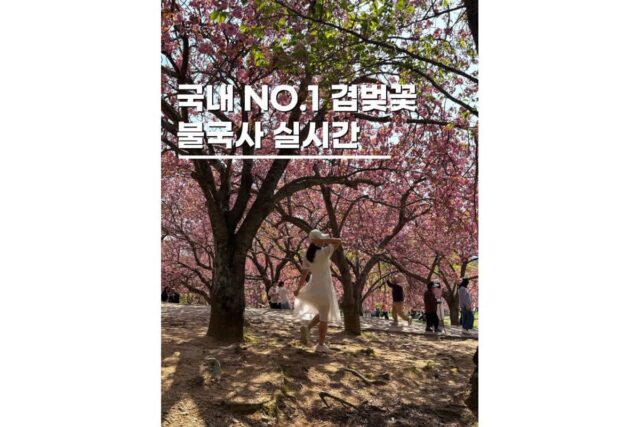 경주명소 불국사 겹벚꽃 개화시기 실시간 위치 주차 꿀팁