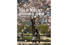 경주겹벚꽃명소 선덕여왕길 실시간 위치 포인트 주차 자세히