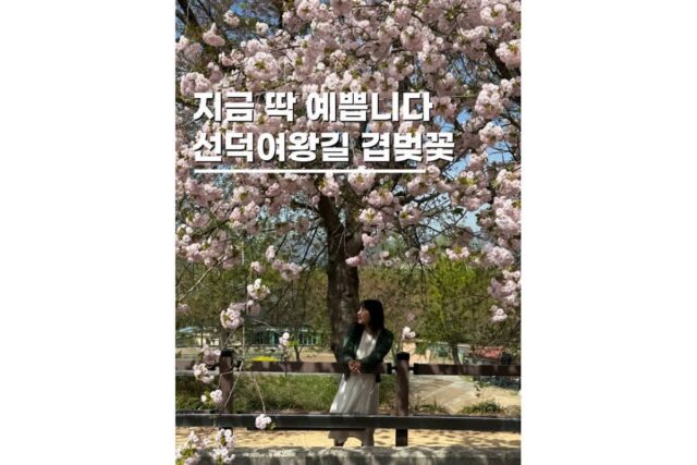 경주겹벚꽃명소 선덕여왕길 실시간 위치 포인트 주차 자세히