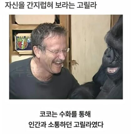 수화를 배운 고릴라..jpg