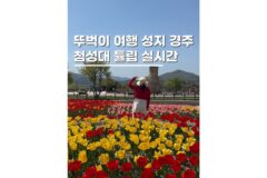 경주뚜벅이여행 첨성대 튤립 실시간 4월 가볼만한곳