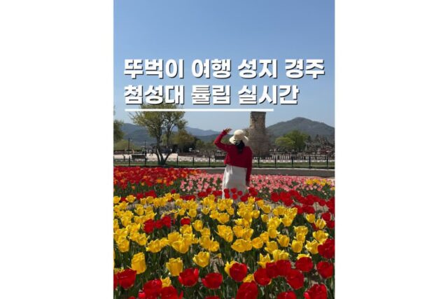 경주뚜벅이여행 첨성대 튤립 실시간 4월 가볼만한곳