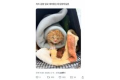 트위터에서 알티타는 아기고양이🐈