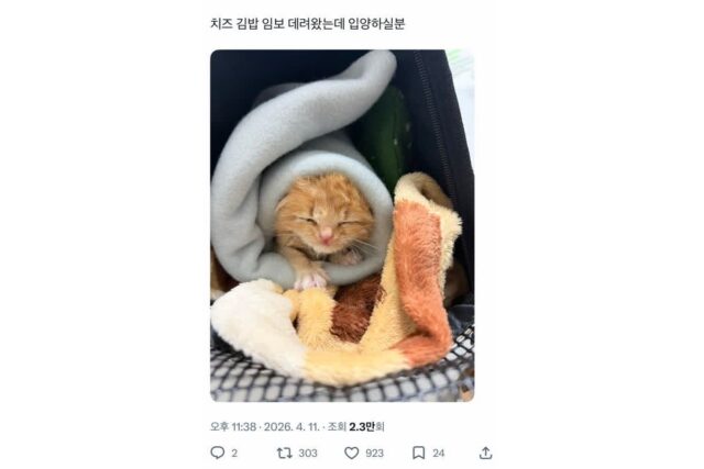 트위터에서 알티타는 아기고양이🐈