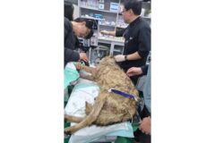 낚싯바늘 말고도 늑구의 위장에서 나온 것