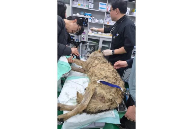 낚싯바늘 말고도 늑구의 위장에서 나온 것