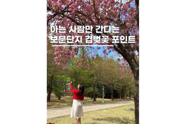 경주겹벚꽃명소 여행 가볼만한곳 보문단지 포토존 위치 꿀팁