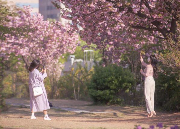 “여수에서 엔딩 안보고 한국 중심에서 봅니다” 서울 겹벚꽃 명소 추천