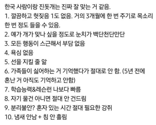 한국사람이랑 잘 맞는다는 진돗개
