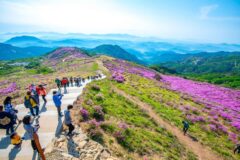 “벌써 30살이나 먹은 분홍빛 페스티벌” 제30회 황매산 철쭉 축제 총정리