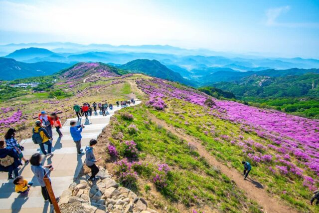 “벌써 30살이나 먹은 분홍빛 페스티벌” 제30회 황매산 철쭉 축제 총정리