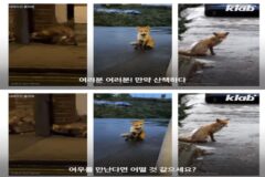 결국 주작으로 판명난 개장수 한국 토종여우 복원설 (+내용 추가)