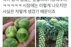 충격적인 방울양배추의 비밀