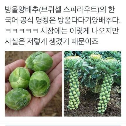 충격적인 방울양배추의 비밀