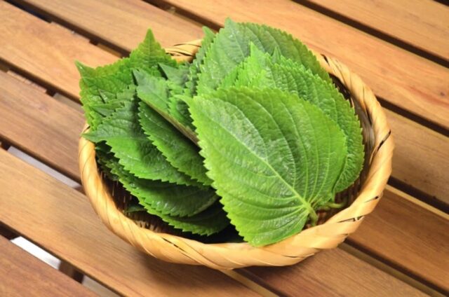 “상추, 깻잎 다 밀어냈다..” 밥상에 올리기만 해도 끈적한 혈액 맑게 씻어주는 1등 채소