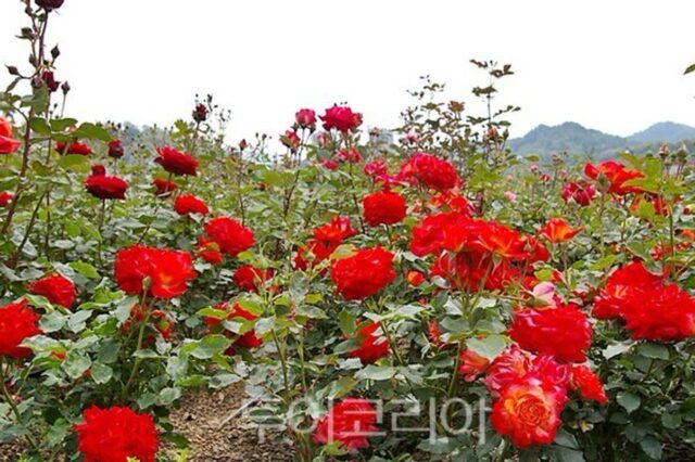 5월 감성충전 강원도 여행지는 ?