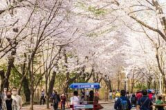 “나만 알고 싶은 숨은 명소부터 이색 섬 투어까지”… 인천 봄꽃 지도 완전 정복