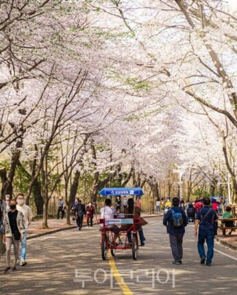“나만 알고 싶은 숨은 명소부터 이색 섬 투어까지”… 인천 봄꽃 지도 완전 정복