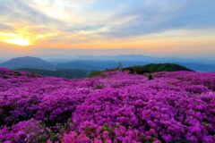 2026 황매산철쭉, 지금이 절정! 축제 완벽 가이드
