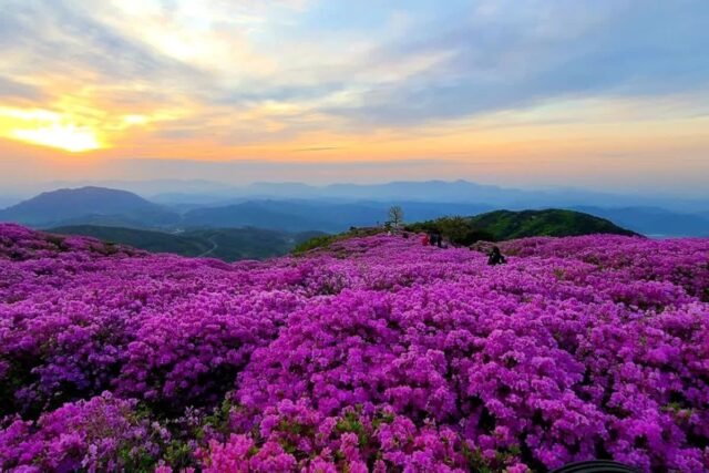 2026 황매산철쭉, 지금이 절정! 축제 완벽 가이드