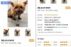 6년 전 잃어버린 반려견이 돌아왔다