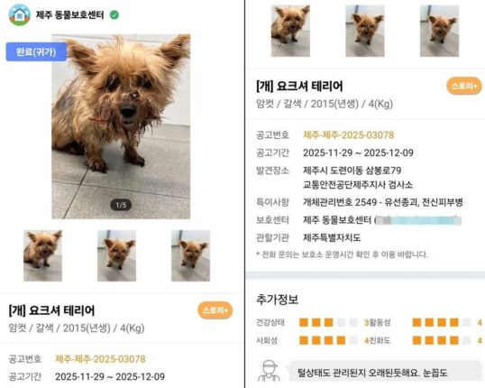 6년 전 잃어버린 반려견이 돌아왔다