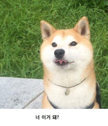 진돗개와 시바견 차이.jpg