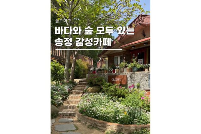 부산카페 오션뷰 가볼만한곳 송정 올드머그 애견동반 가능