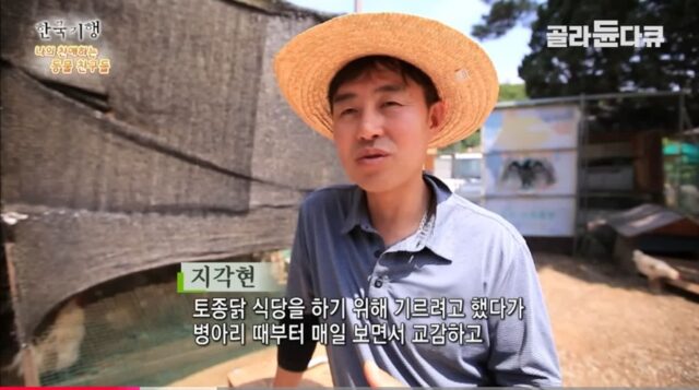 토종닭 장사 하려고 닭 2천마리 키우다가 결국 정들었음 (닭 주의)