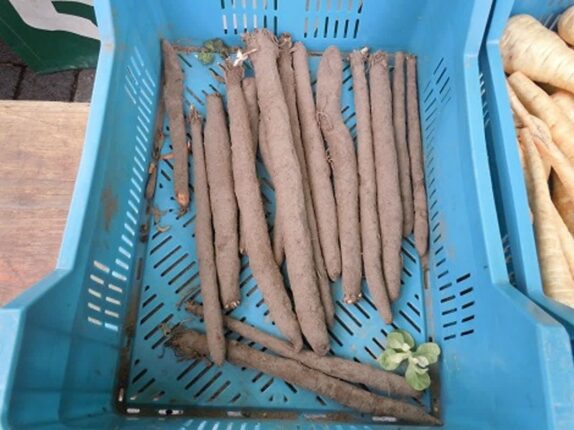 “반드시 3번 이상 씻어서 드세요” 세척할수록 독소는 빠지고 약효 살아나는 뿌리 채소