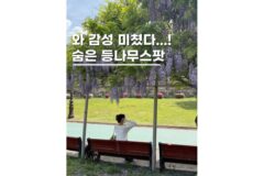 경기도 수원 가볼만한곳 등나무명소 장안공원 실시간