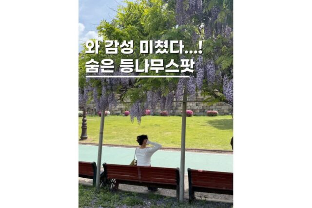 경기도 수원 가볼만한곳 등나무명소 장안공원 실시간