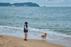 주말에 가기 좋은 애견 동반 여행 코스 선택 꿀팁