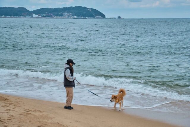 주말에 가기 좋은 애견 동반 여행 코스 선택 꿀팁