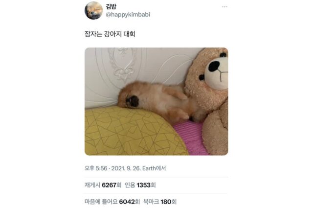 잠자는 강아지 대회